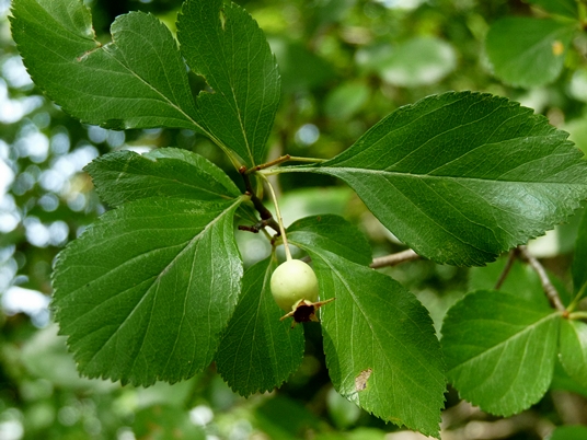 {Crataegus viridis}